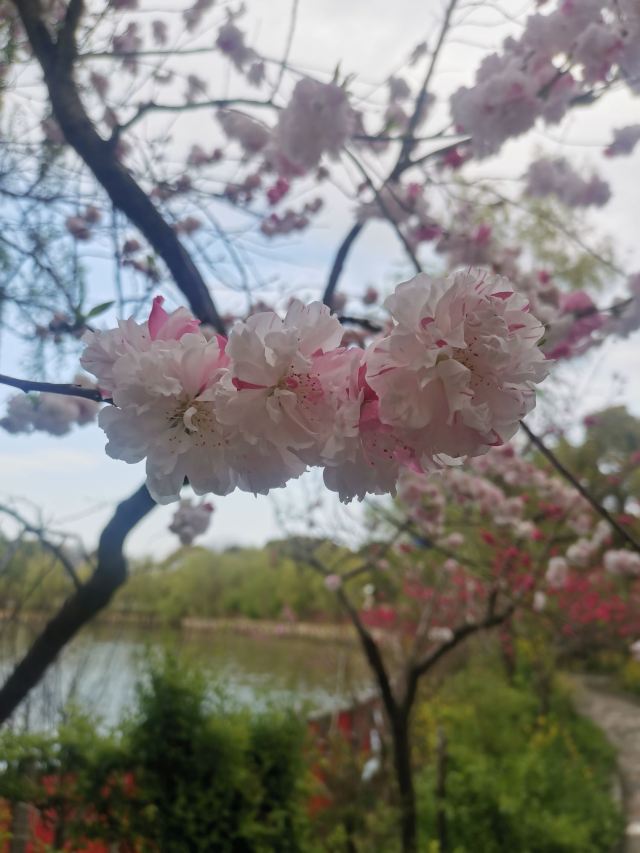 上海南汇桃花村旅行图片 3