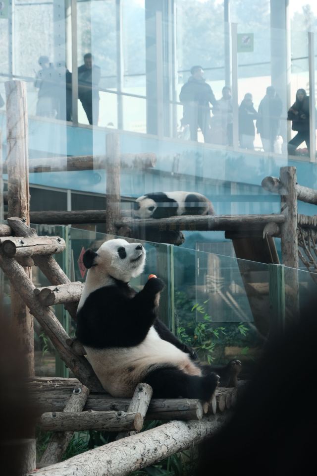 大连森林动物园旅行图片