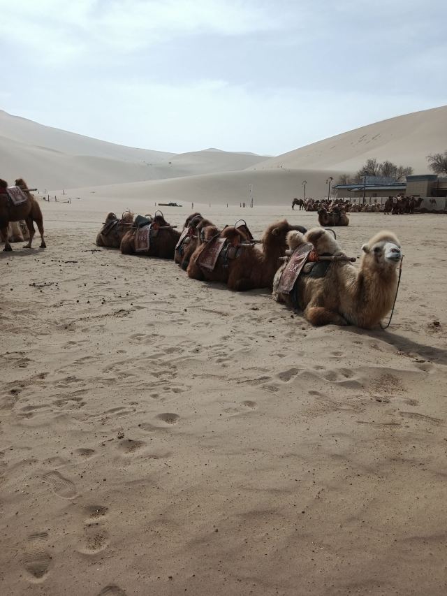 鸣沙山月牙泉旅行图片 6