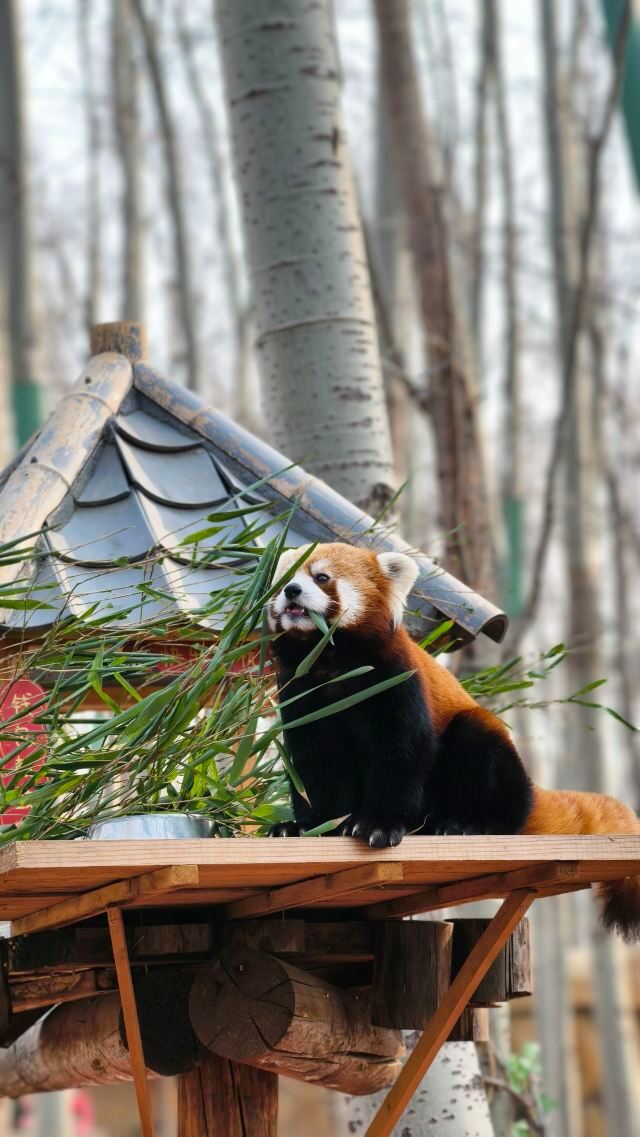 北京野生动物园旅行图片 1