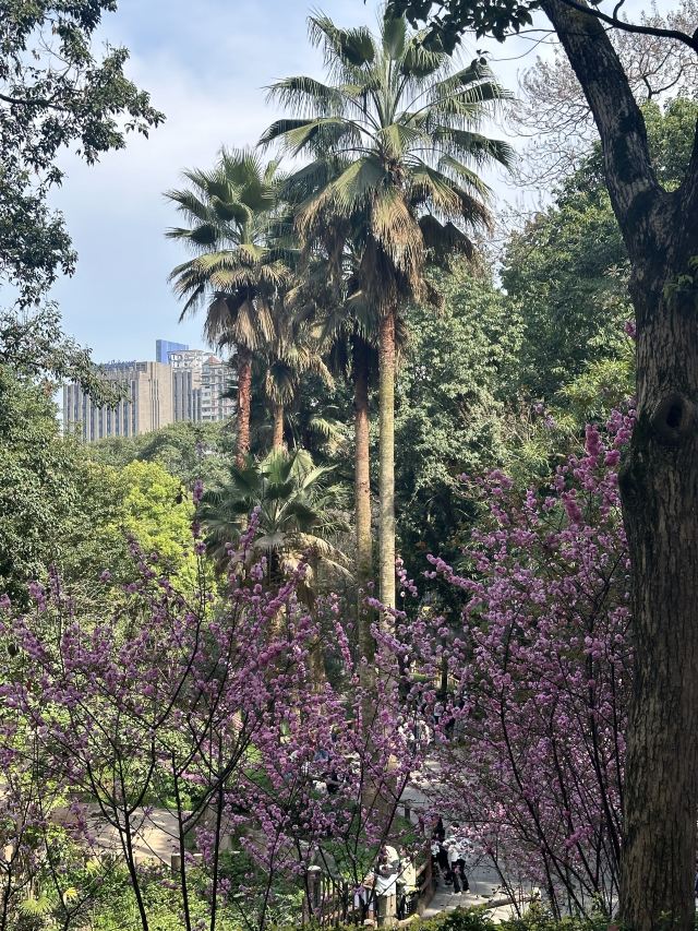 重庆动物园旅行图片 1