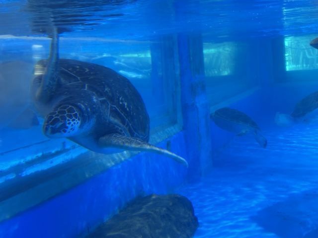 上海海昌海洋公园旅行图片 2