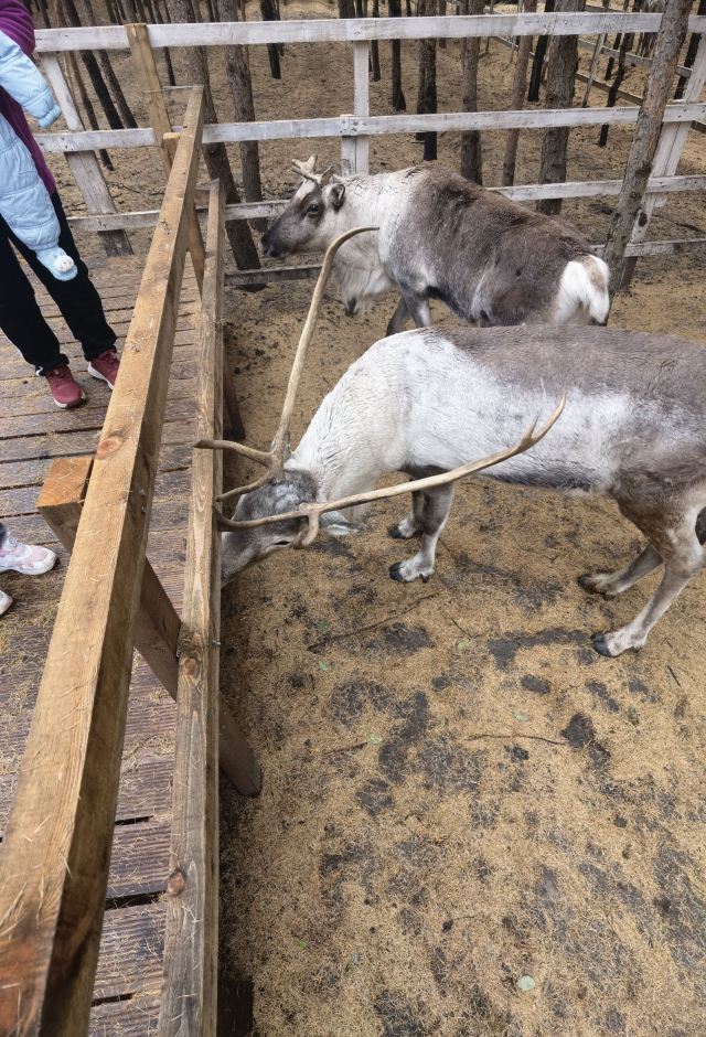 乌兰布统达瓦鄂温克驯鹿部落旅行图片 3