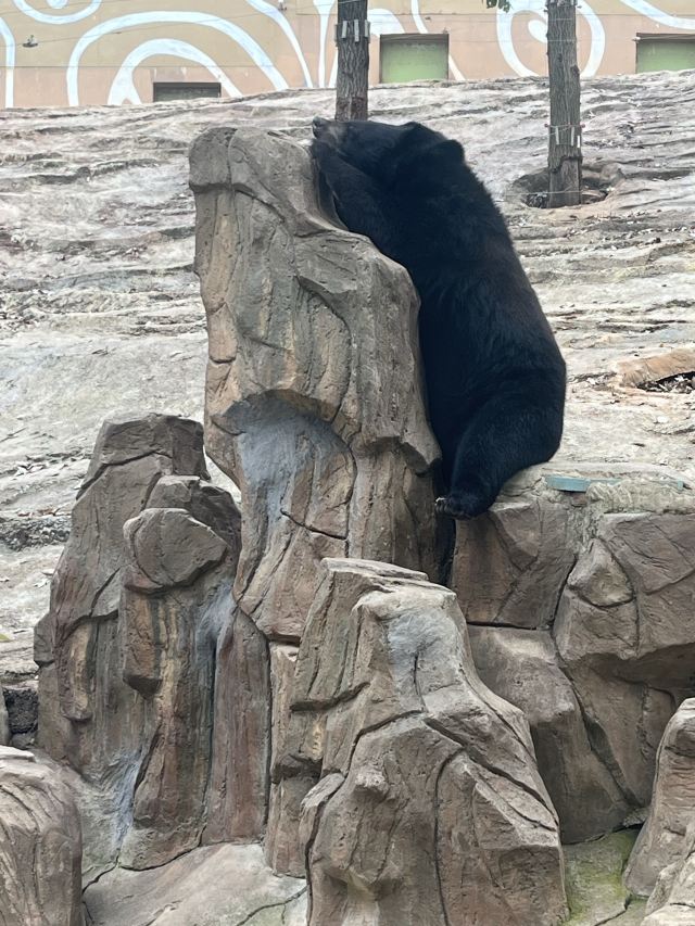 武汉野生动物王国旅行图片 8