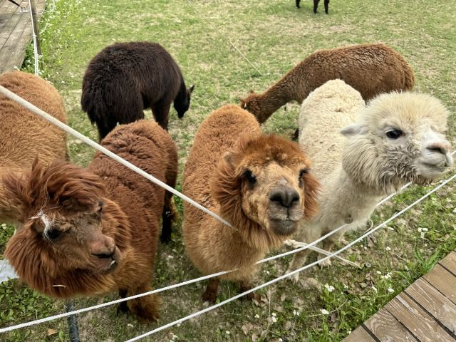 自然卷卷牧野旅行图片 3