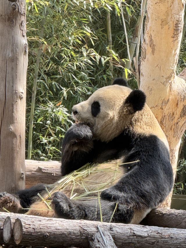 上海野生动物园旅行图片 7