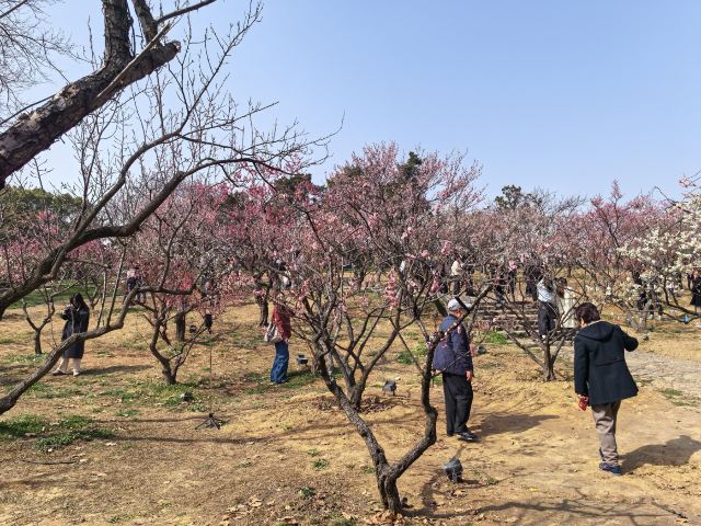 荣氏梅园旅行图片 1