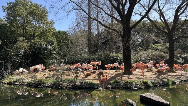 上海野生动物园旅行图片 1