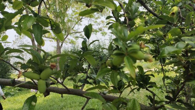 石家庄植物园旅行图片 2