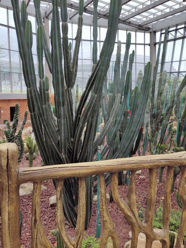 南昌珍奇植物园旅行图片 2