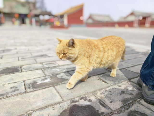 净土寺旅行图片 3