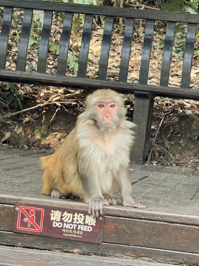 普洱太阳河森林公园旅行图片 2