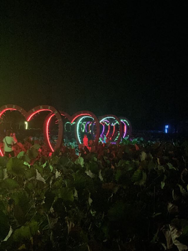 上海崇明荷花博览园旅行图片 6