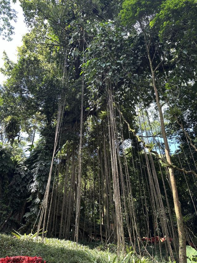 海南百花岭热带雨林文化旅游区-小卖部旅行图片 1