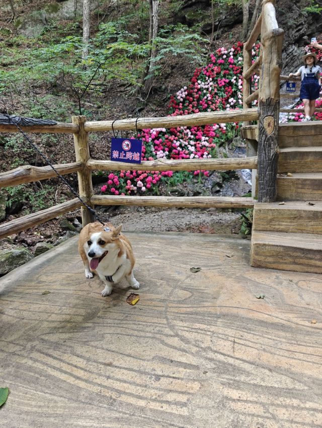 大冰沟国家地质森林公园旅行图片 3