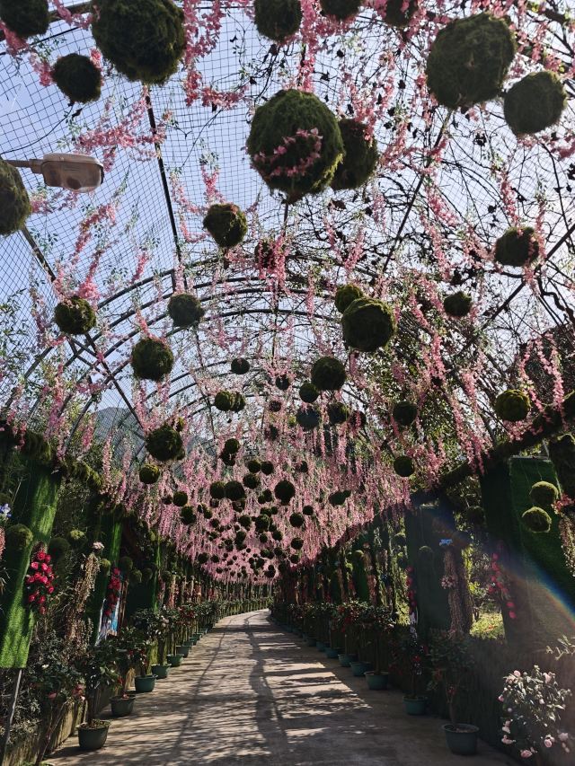 吹台山森林公园旅行图片 2