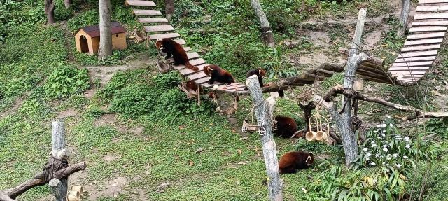 重庆动物园旅行图片 7