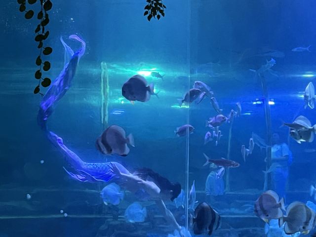 海之语海洋世界旅行图片 3