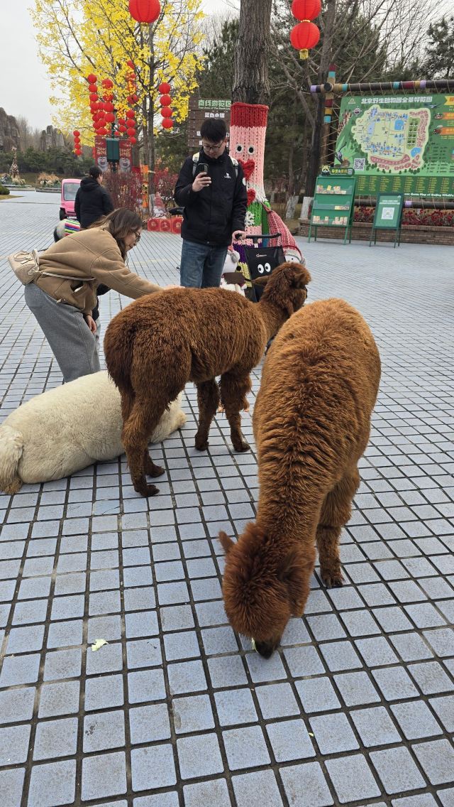 北京野生动物园旅行图片 6
