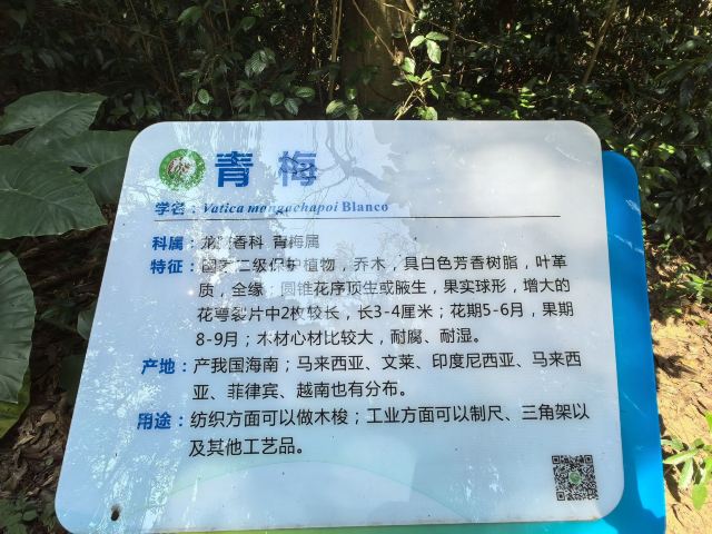 海南热带植物园旅行图片 7