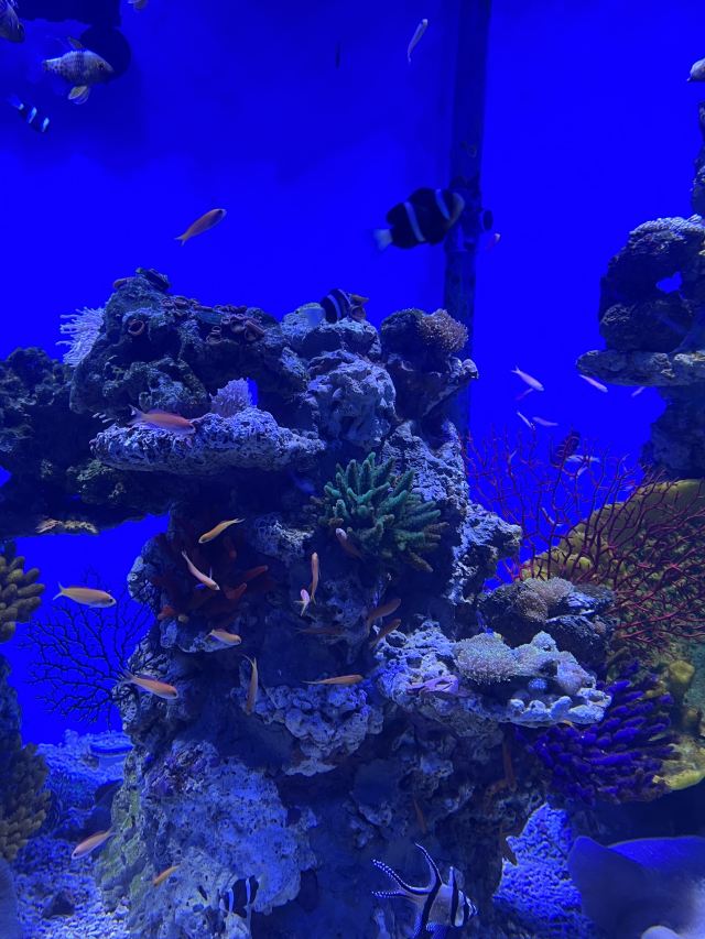 长沙湘江海洋王国旅行图片 3
