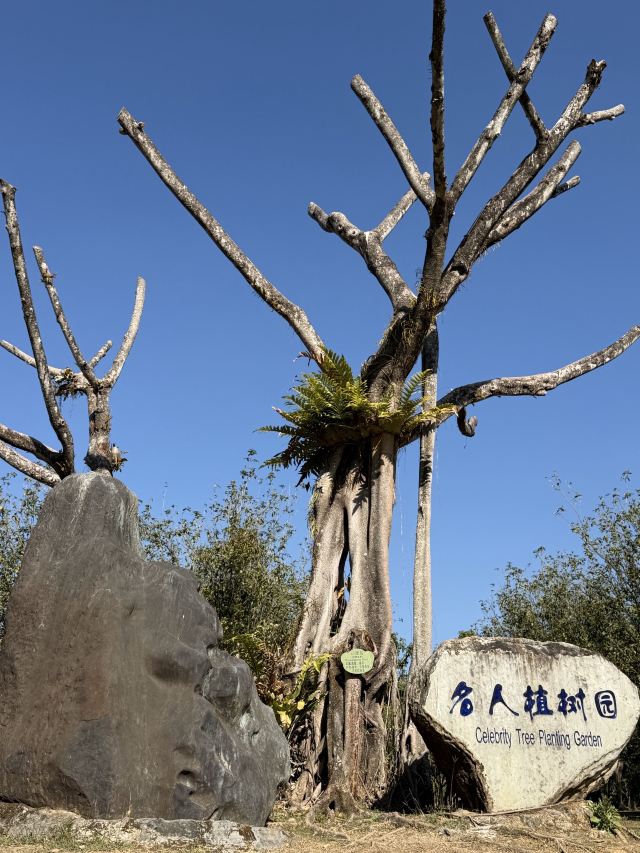 勐巴娜西珍奇园旅行图片 2