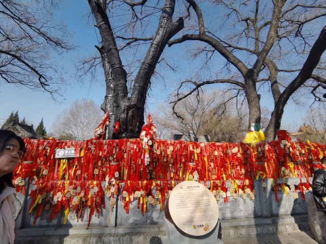洪洞大槐树寻根祭祖园旅行图片 5