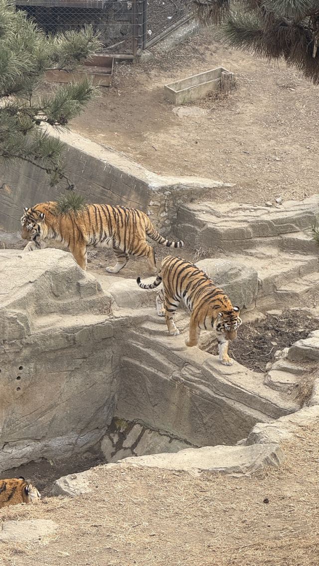 大连森林动物园旅行图片 2