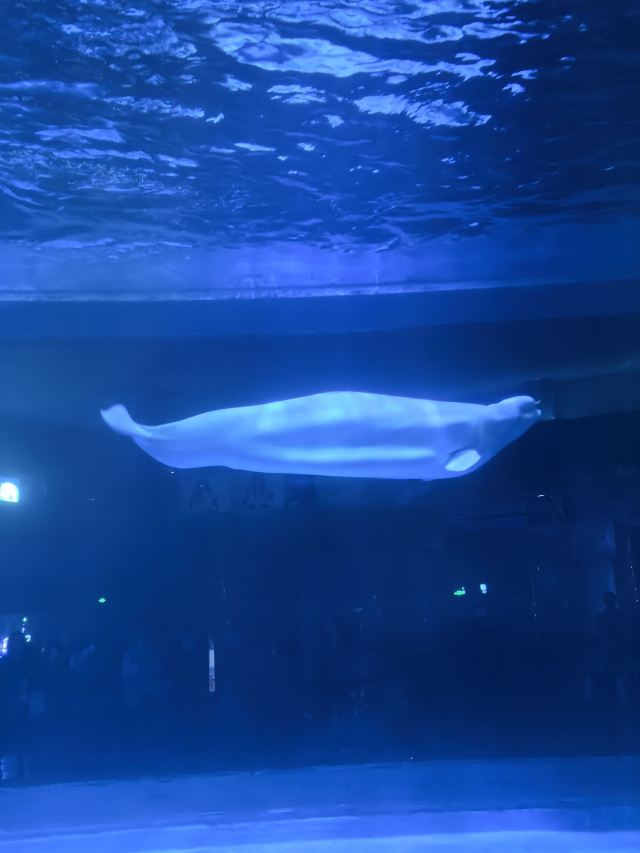 上海海昌海洋公园旅行图片 2