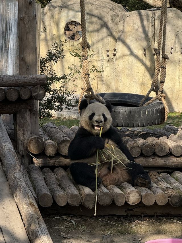 上海野生动物园旅行图片 1