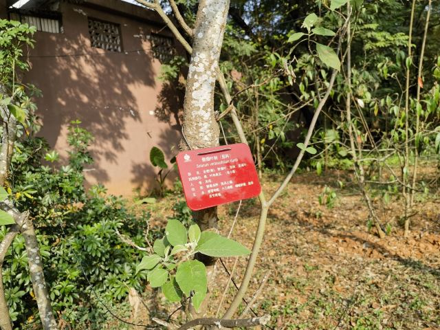 西双版纳南药园旅行图片 2