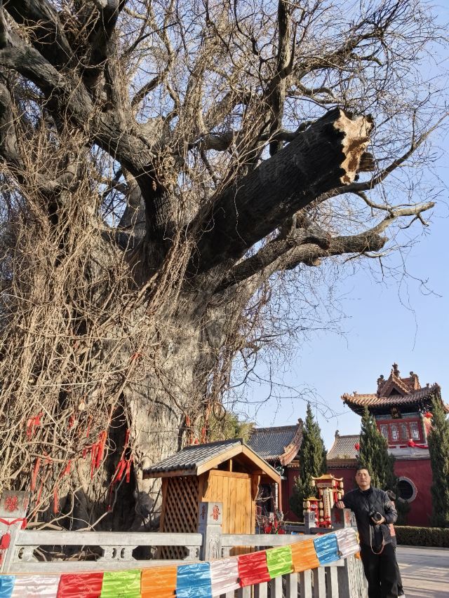 洪洞大槐树寻根祭祖园旅行图片 3