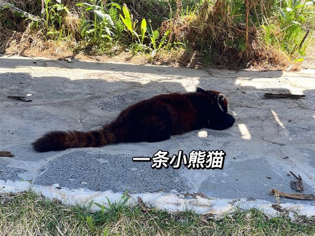 牡丹江珍稀动物园旅行图片 8