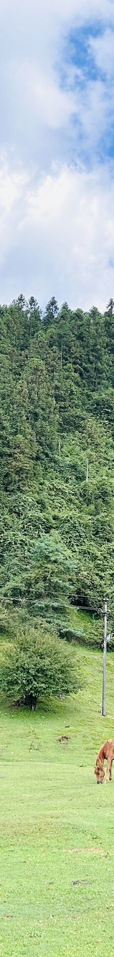 仙女山国家森林公园-重庆-135****8276