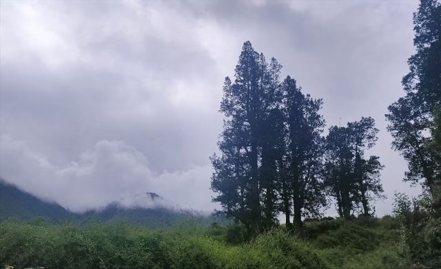 世界柏树王园林风景区旅行图片 4