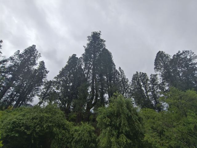 世界柏树王园林风景区旅行图片 2