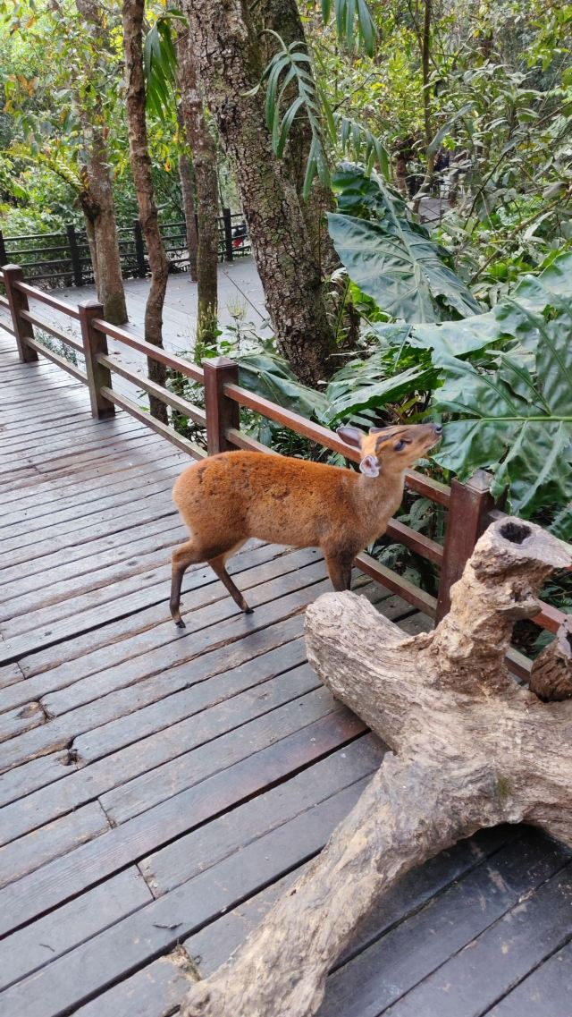 普洱国家公园犀牛坪景区旅行图片 5