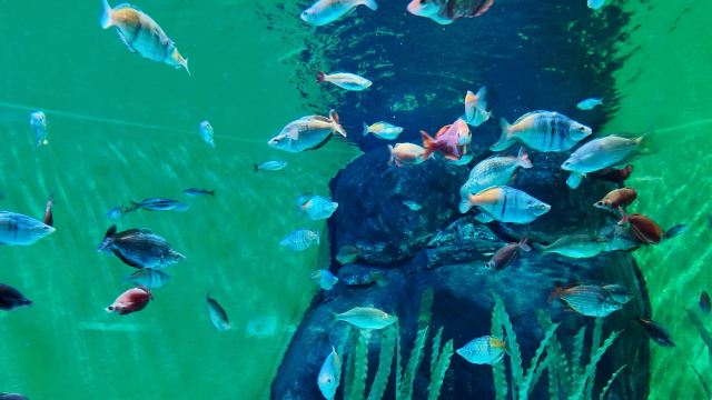 上海海洋水族馆旅行图片 1