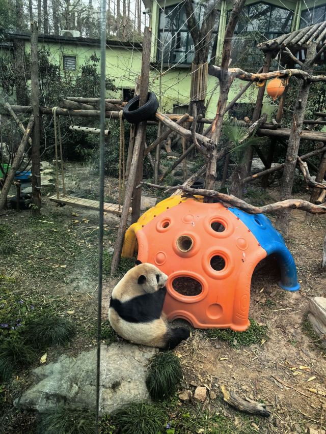 上海动物园旅行图片 3
