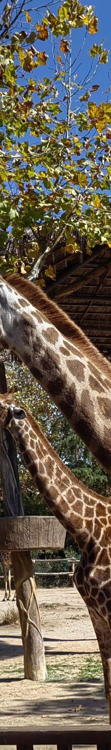 上海野生动物园-上海-YoYo_9T6V4H2U