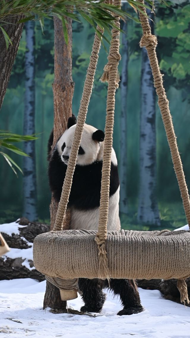 太阳岛大熊猫馆旅行图片 3