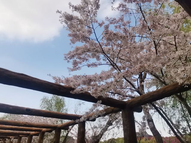 上海南汇桃花村旅行图片 6