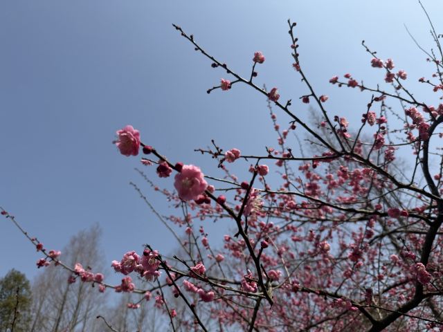 上海海湾国家森林公园旅行图片 7