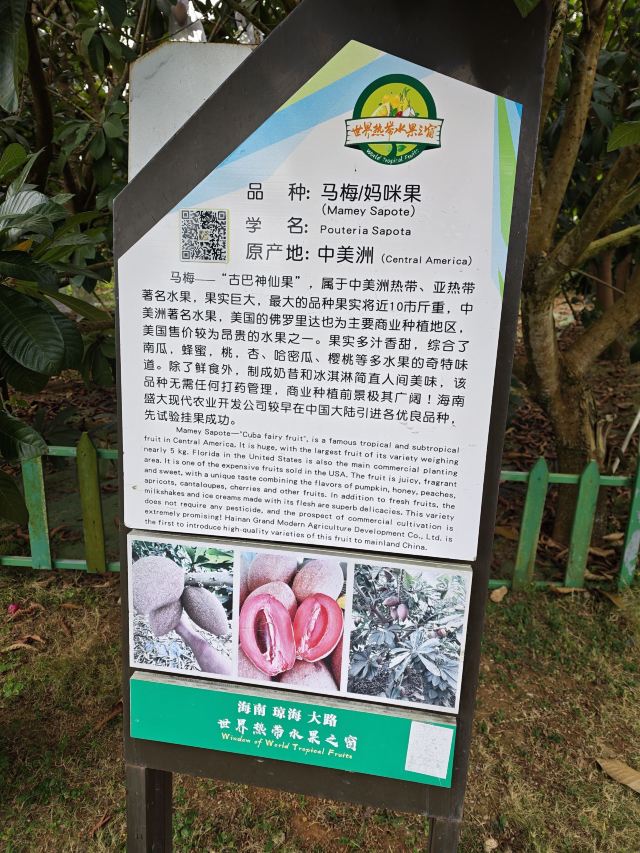 世界热带水果之窗(海南盛大共享农庄)旅行图片 2
