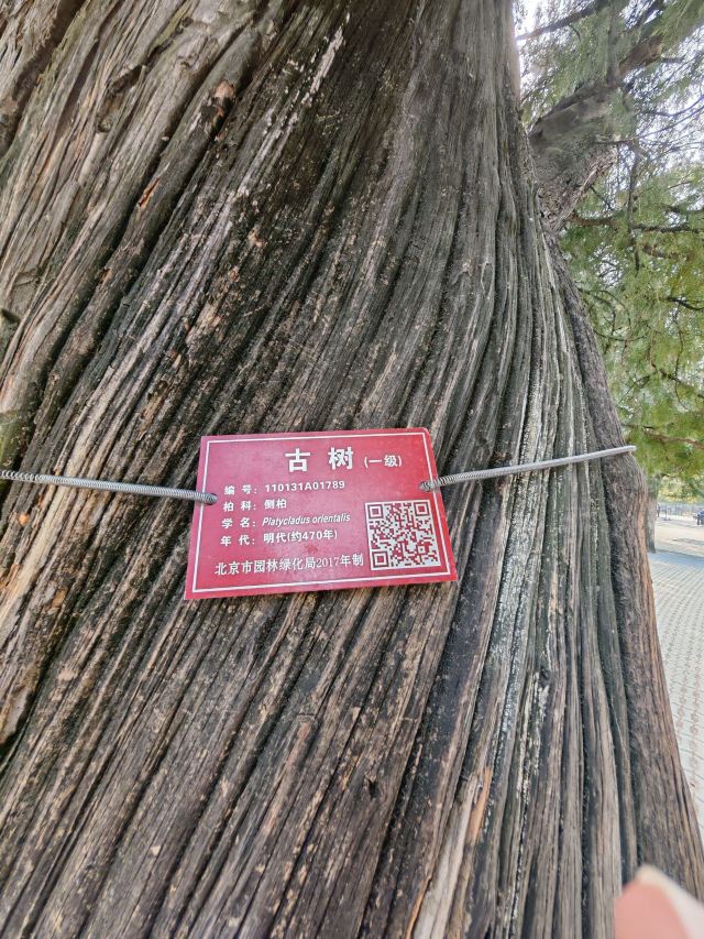 天坛公园旅行图片 8
