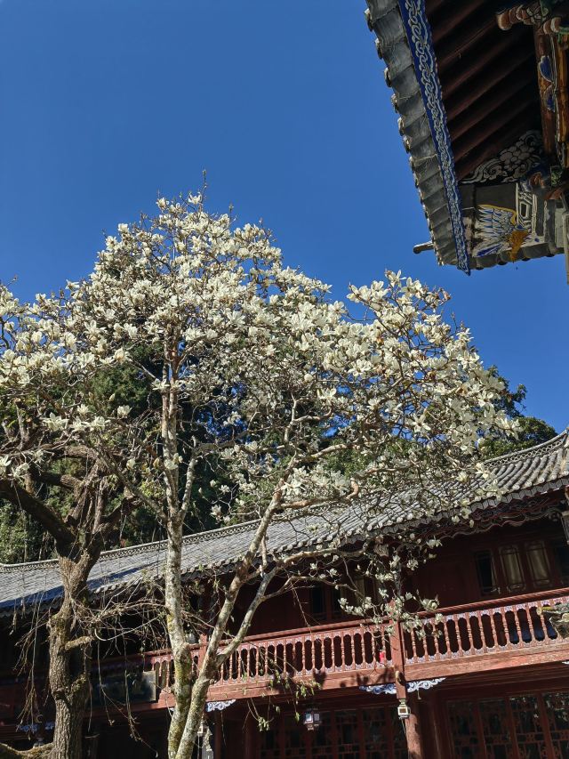 巍宝山景区旅行图片 2