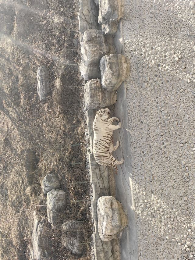 太原动物园旅行图片 2