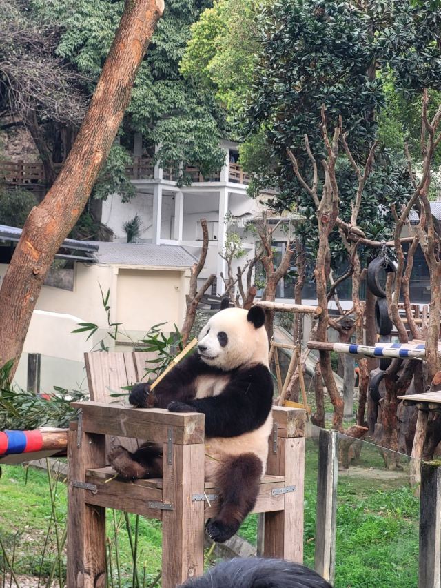 重庆动物园旅行图片 3