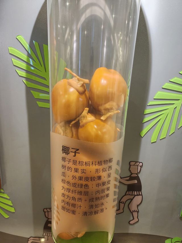 春光椰子王国旅行图片 8