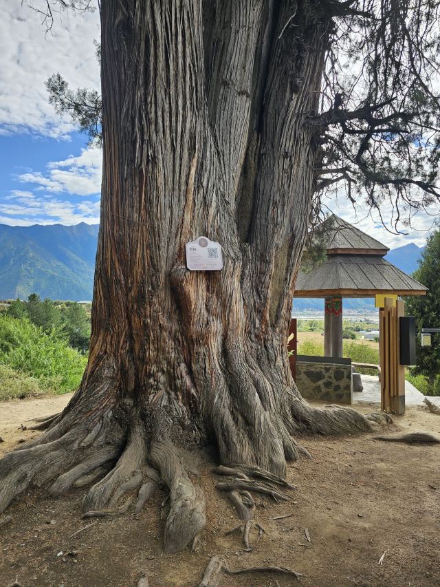 世界柏树王园林风景区旅行图片 5